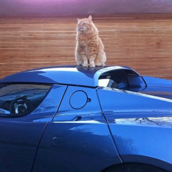 A ginger cat perched on the roof of a blue Tesla Roadster